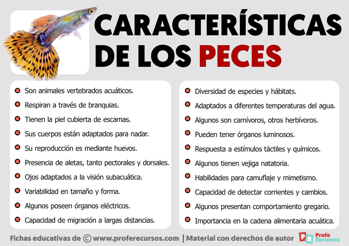 Características de los Peces