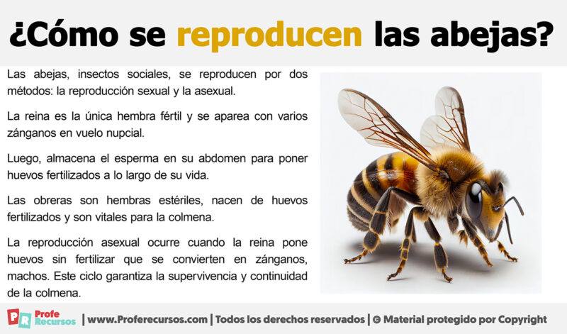 Cómo se reproducen las Abejas TE LO EXPLICAMOS