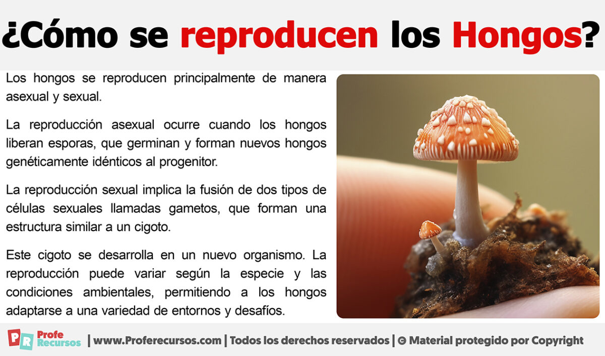 Cómo se reproducen los hongos Te lo explicamos