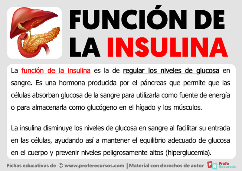 Función de la Insulina