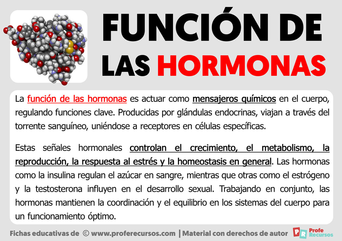 Funci N De Las Hormonas