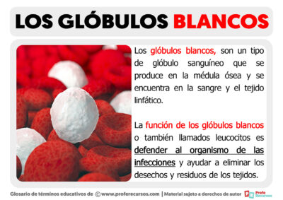 Funci N De Los Gl Bulos Blancos