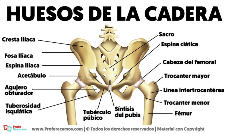 Los Huesos De La Cadera Explicados Uno A Uno