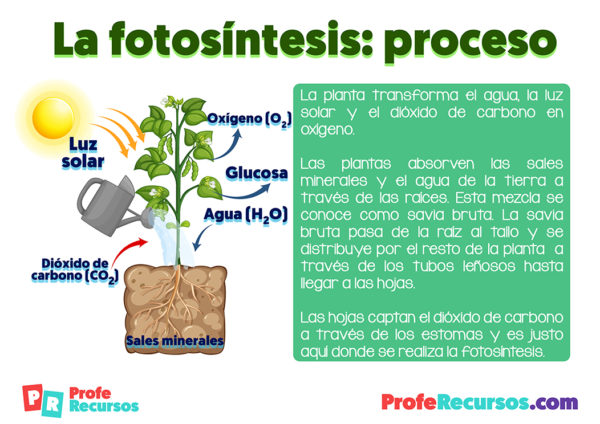 La Fotos Ntesis De Las Plantas Ciencias Naturales Primaria The Best Porn Website