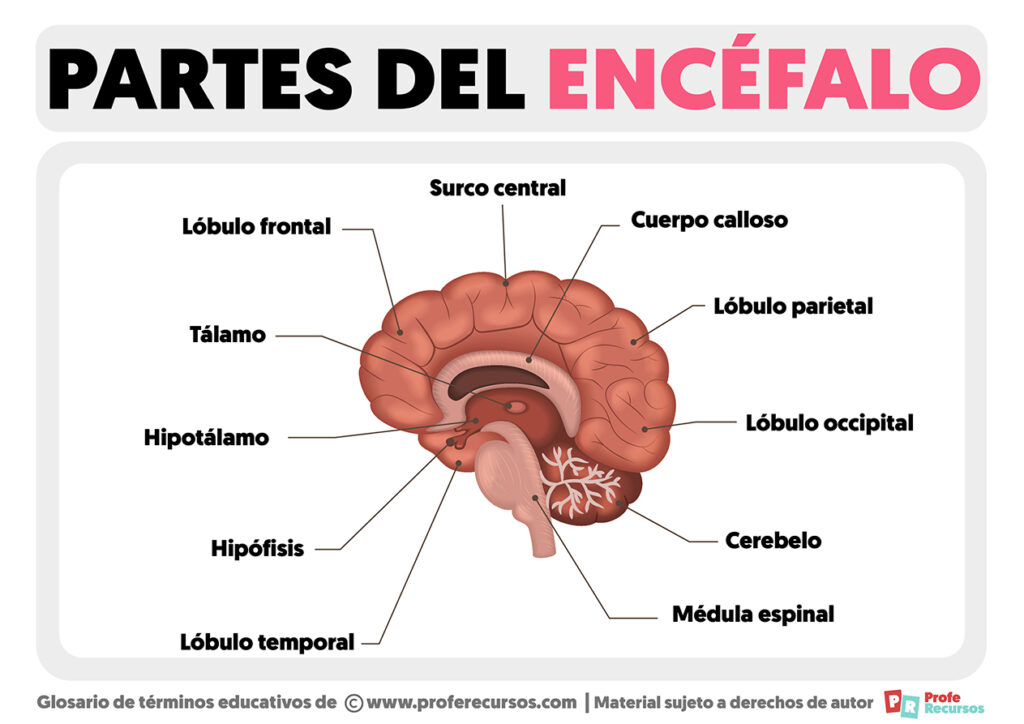 Partes del Encéfalo