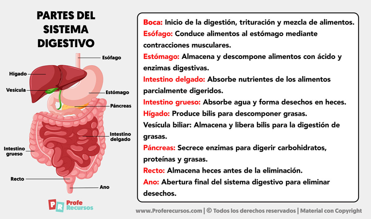 Partes del Sistema Digestivo Órganos y sus Funciones