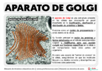 Qu Es El Aparato De Golgi