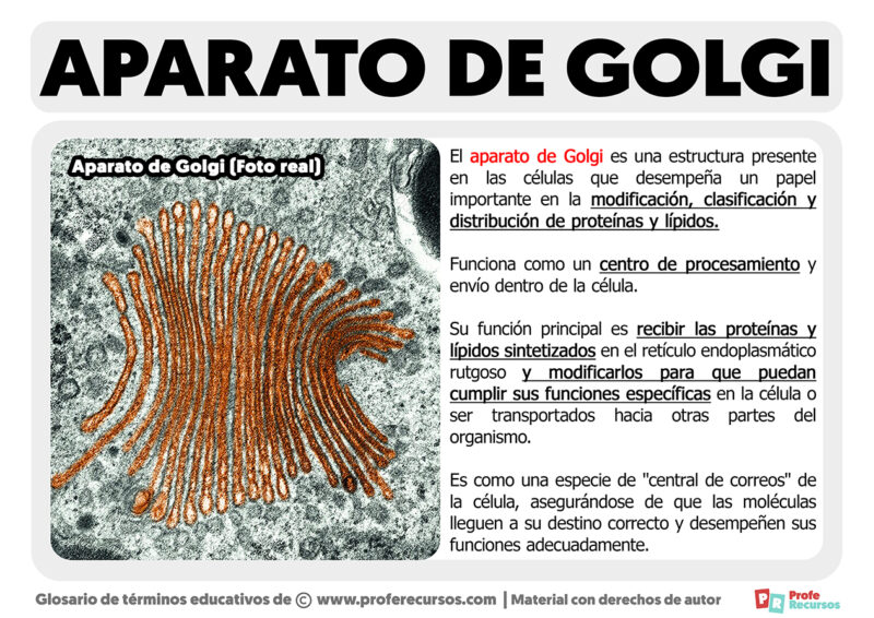 Qué es el Aparato de Golgi