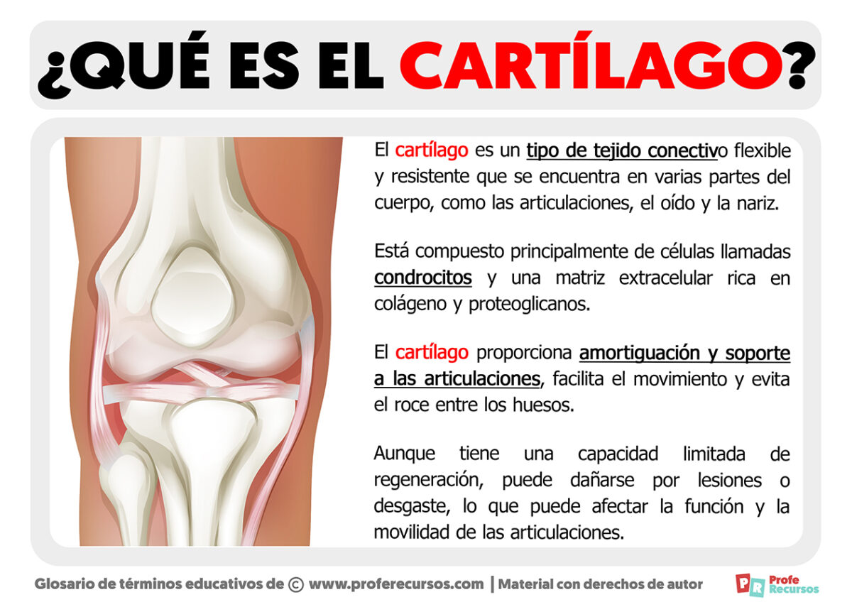 Qué es el Cartílago Definición de Cartílago