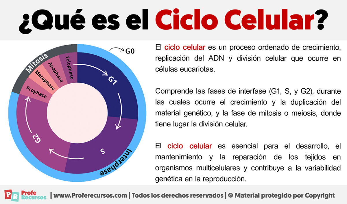 Qu Es El Ciclo Celular