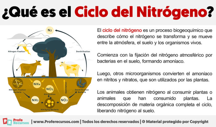 Qué es el Ciclo del Nitrógeno