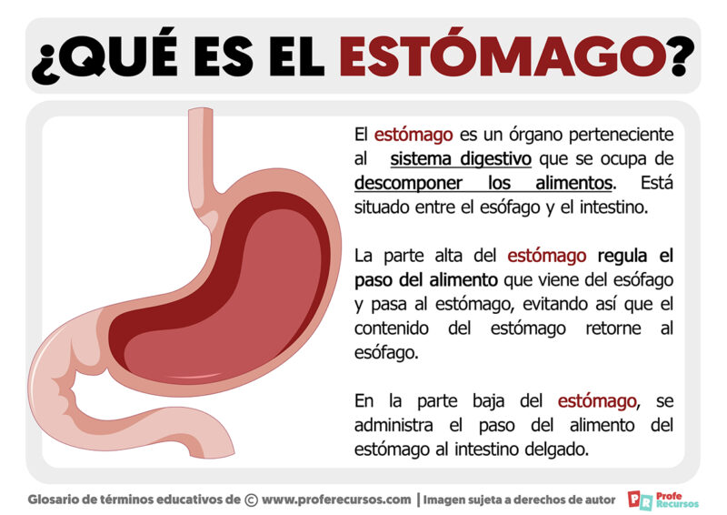 Qué es el Estómago Definción de Estómago