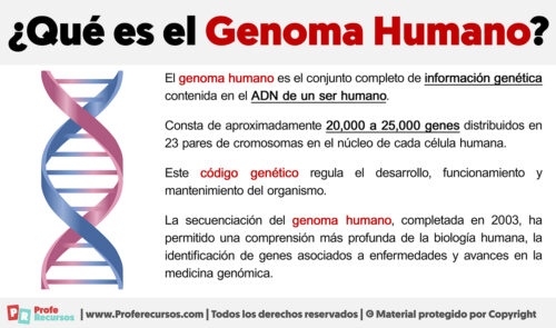 Qu Es El Genoma Humano