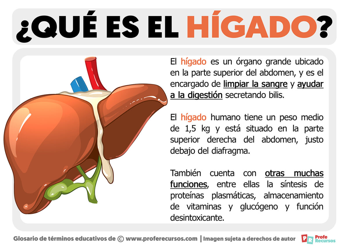 Qu Es El H Gado Definici N De H Gado