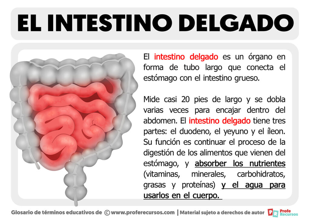 Qué es el Intestino Delgado