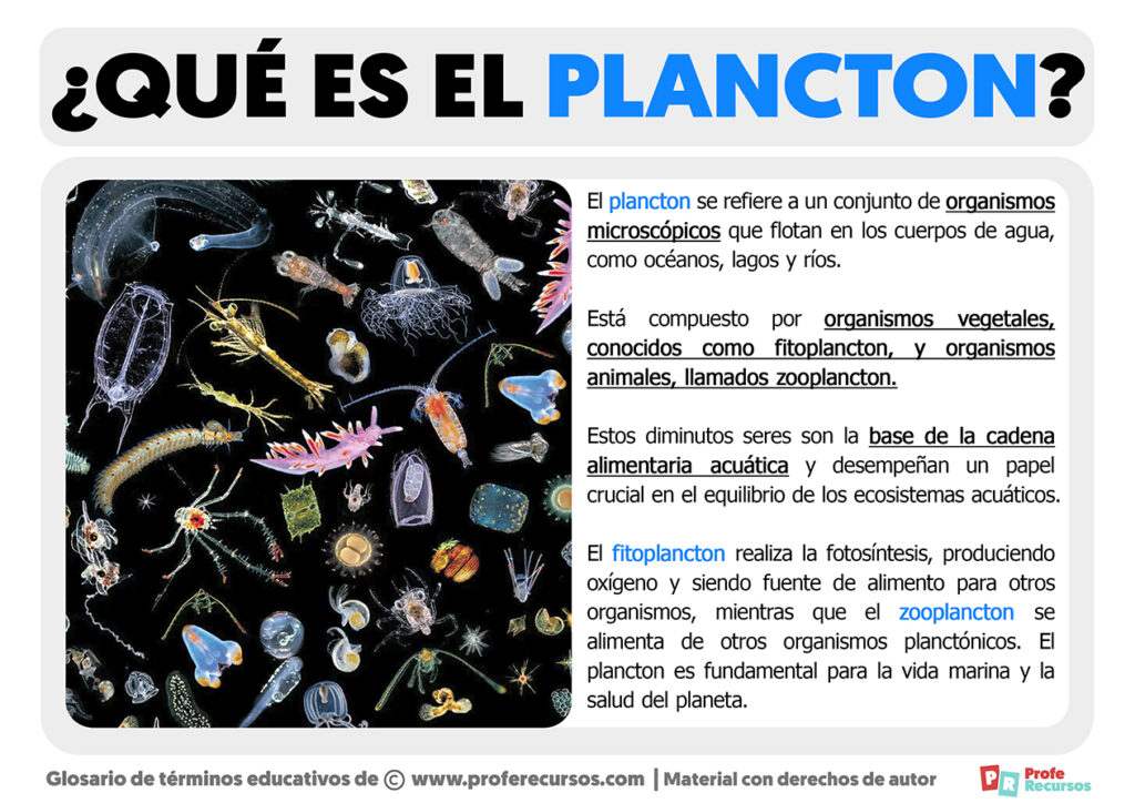 Qu Es El Plancton Definici N De Plancton