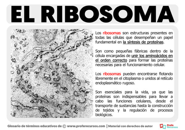 Qué es el Ribosoma