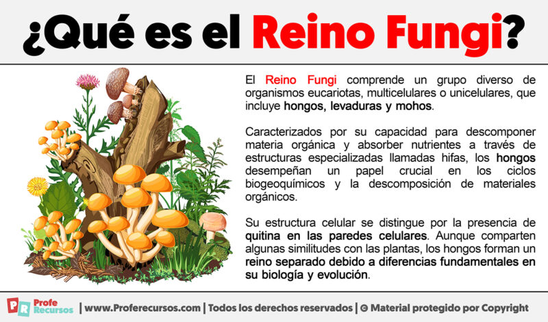 Qué es el Reino Fungi