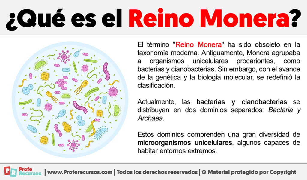 Qu Es El Reino Monera