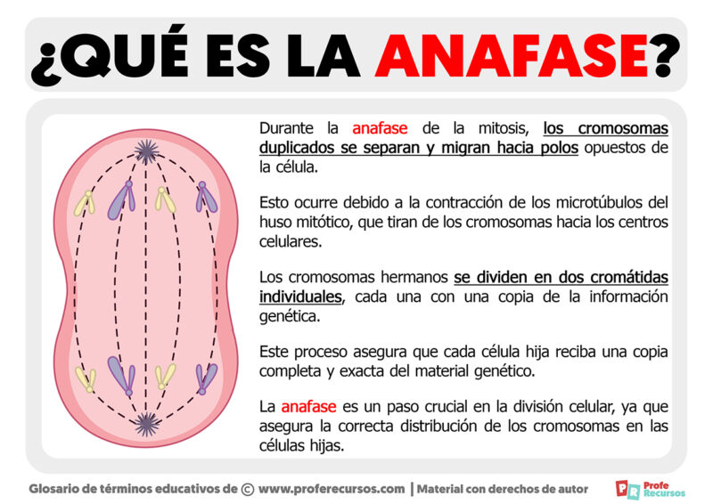 Qué es la Anafase