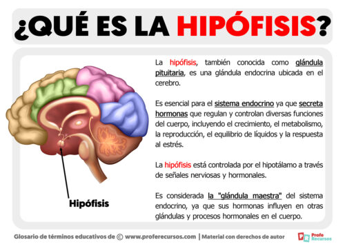 Qué es la Hipófisis Definición de Hipófisis