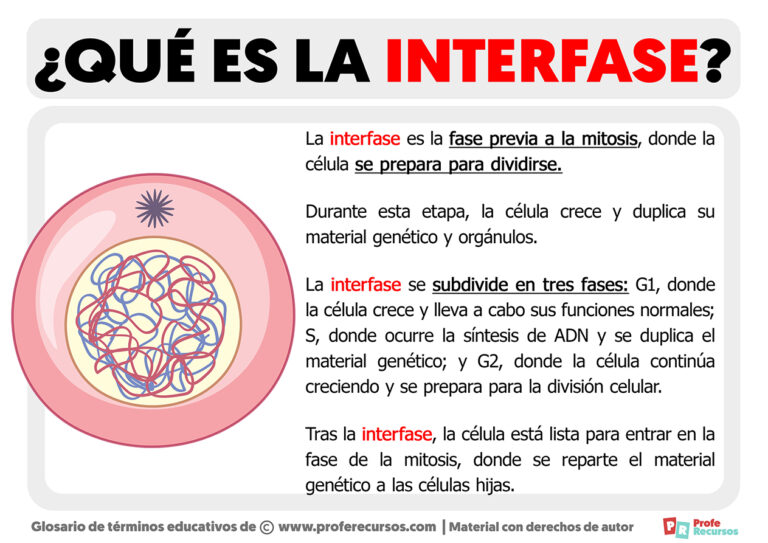 Qu Es La Interfase