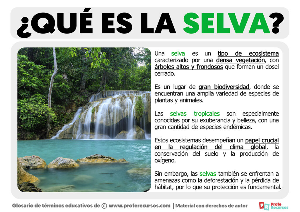 Qué es la Selva Definición de Selva