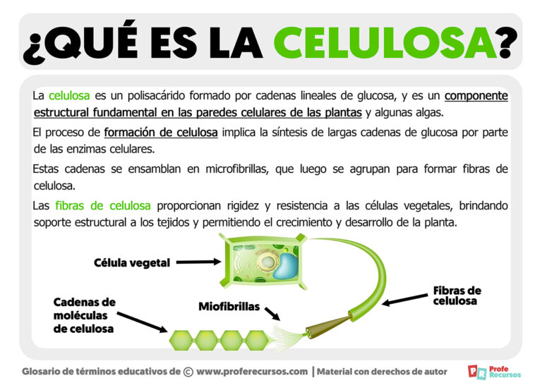 Qué es la Celulosa Definición de Celulosa