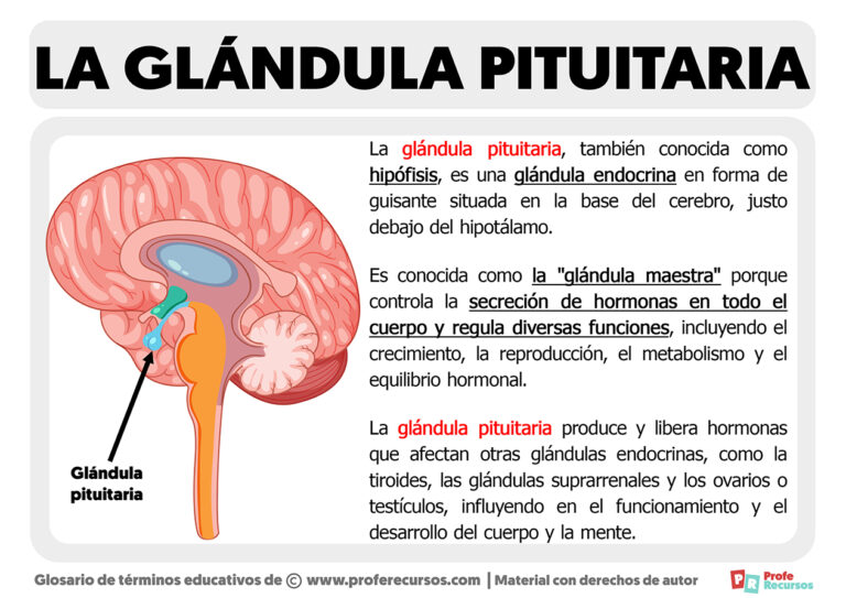 Qu Es La Gl Ndula Pituitaria