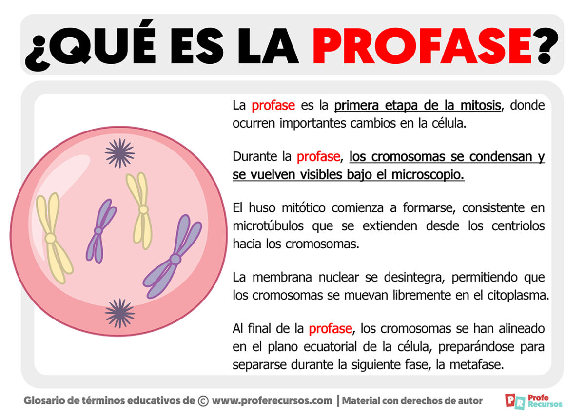 Qué es la Profase