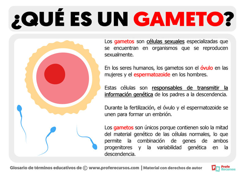 Qué es un Gameto Definición de Gameto