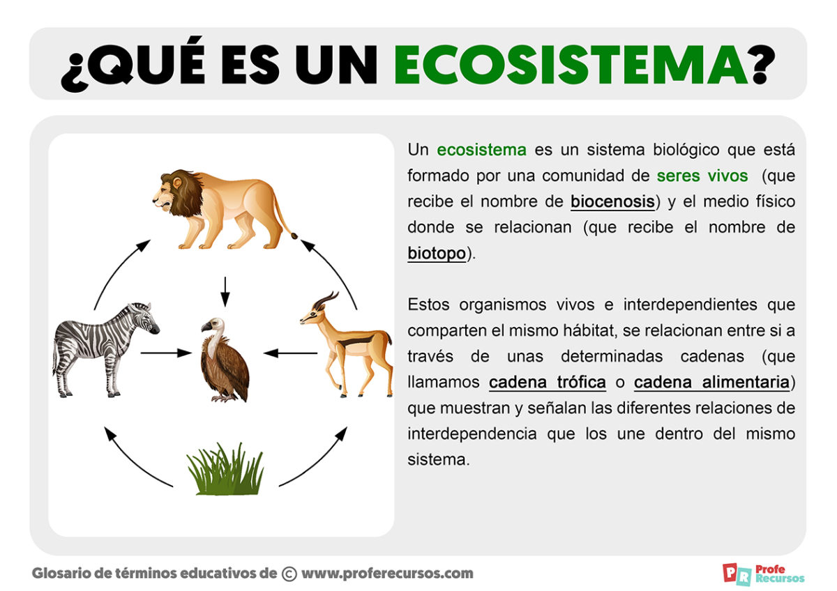 Qu Es Un Ecosistema Concepto Y Definici N De Ecosistema