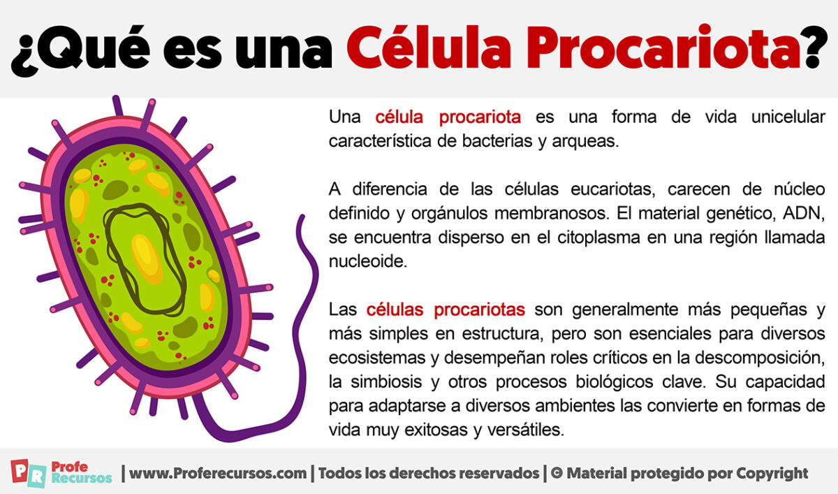 Qué es una Célula Procariota