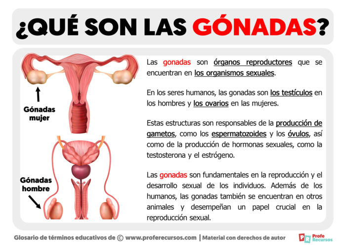 Qué son las Gónadas Definición de Gónadas