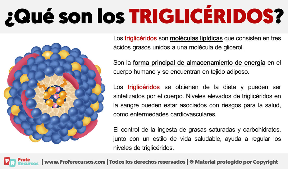 Qué son los Triglicéridos Definición de Triglicérido