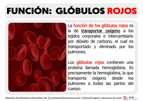 Funci N De Los Gl Bulos Rojos