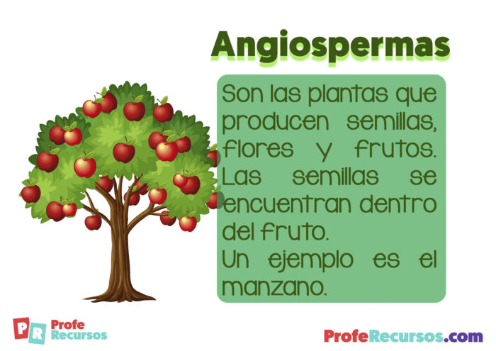 Plantas Angiospermas