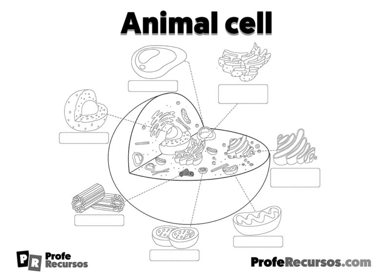 Animal cell and plant cell | Science Teacher Resources