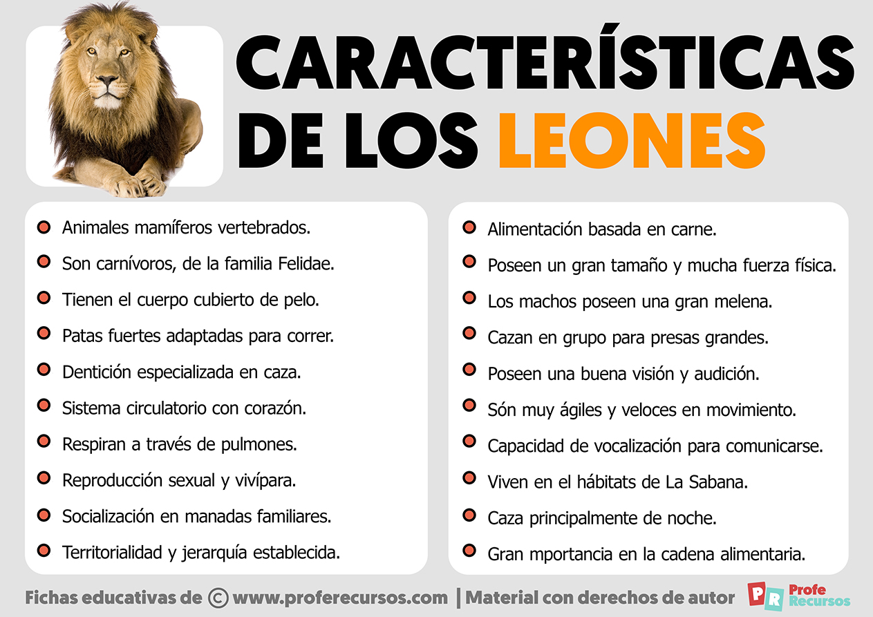 Caracteristicas-leones