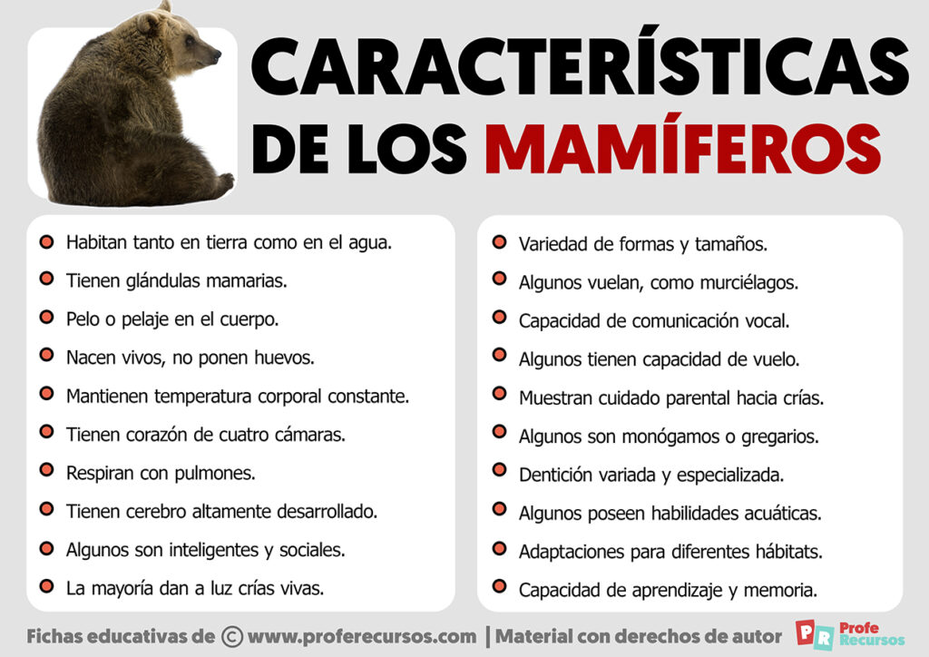 Características De Los Mamíferos