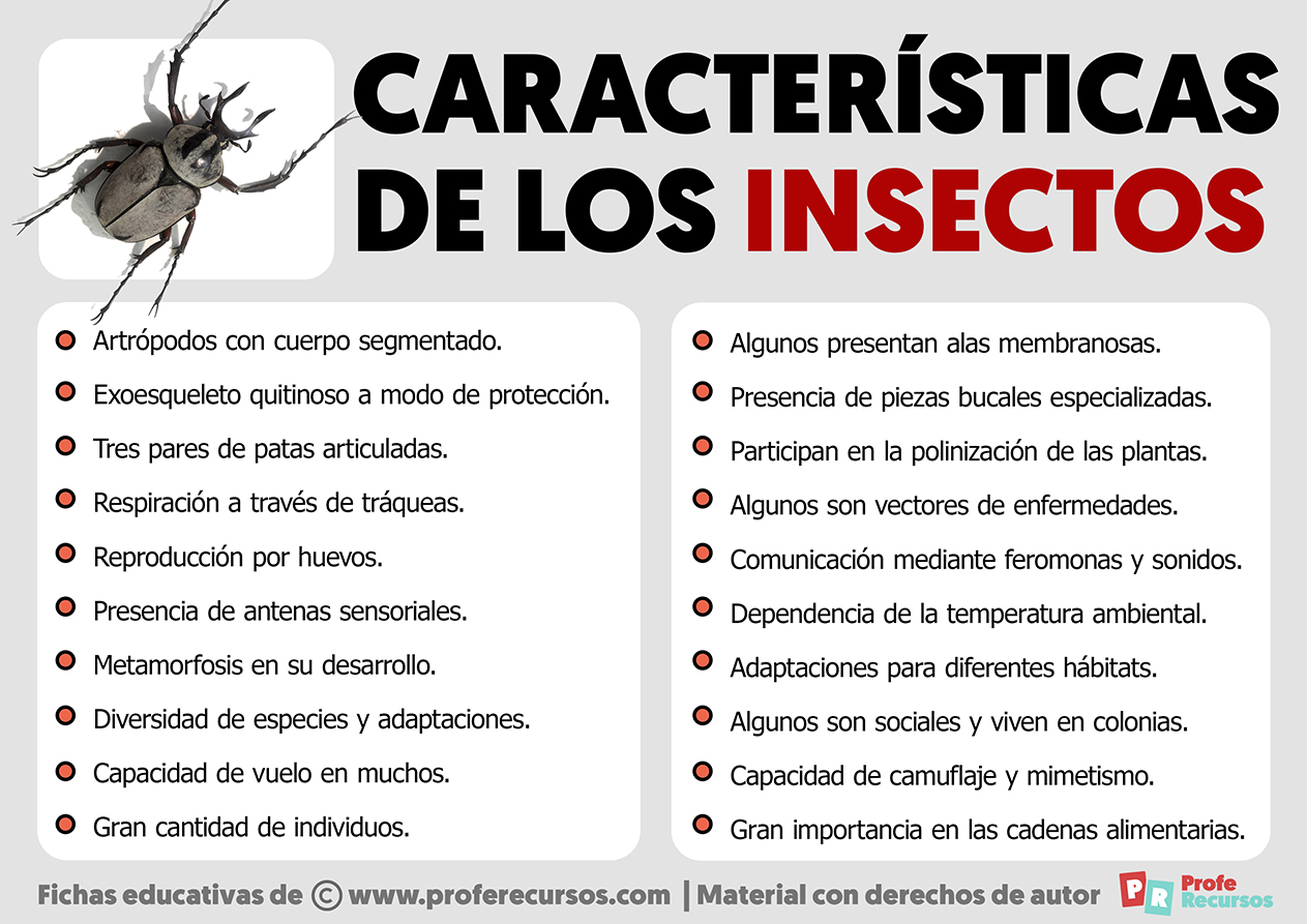 Características De Los Insectos 8888