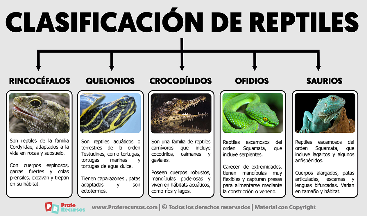 Clasificacion de los reptiles