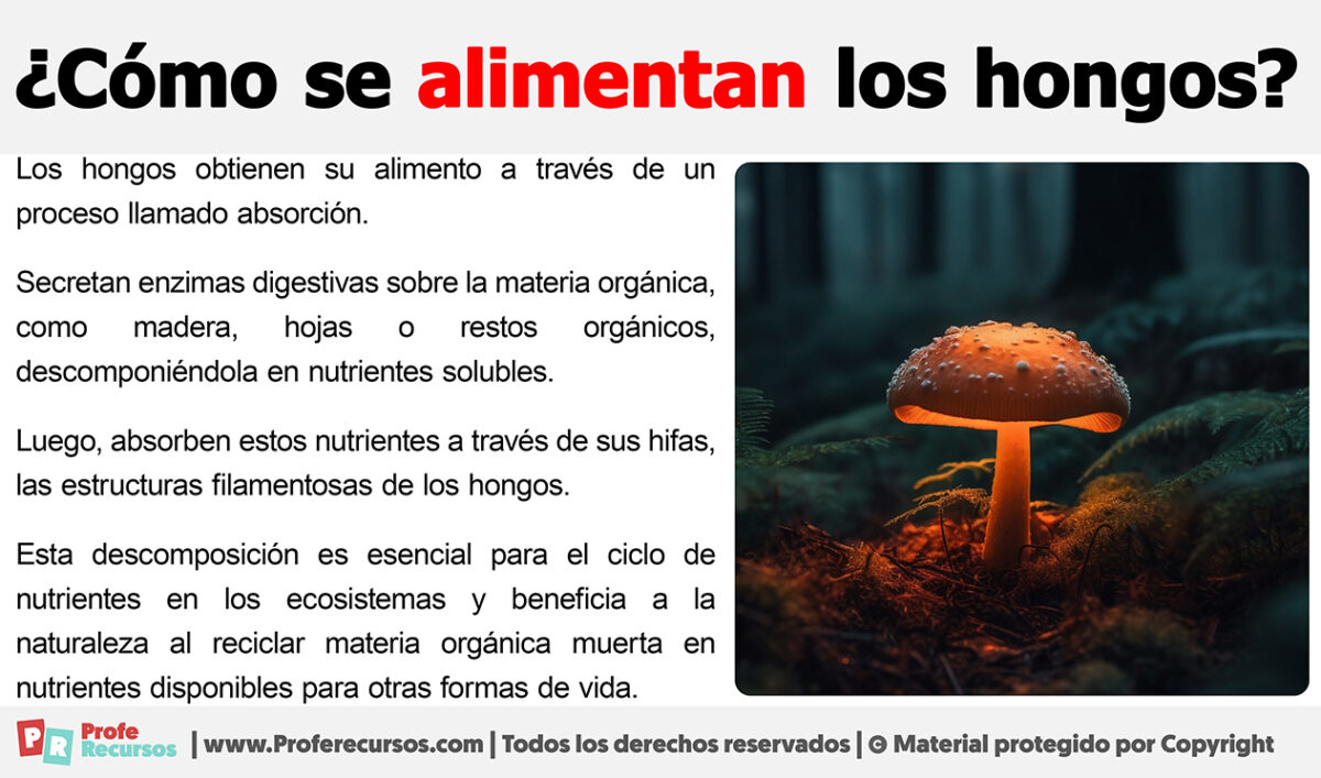 ¿Cómo se alimentan los Hongos? ¡Sorprendente pero Cierto!