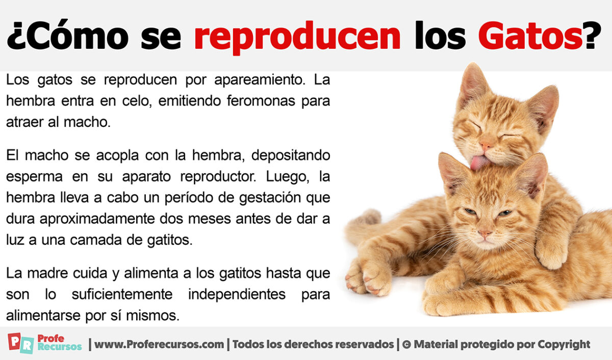 ¿cómo Se Reproducen Los Gatos