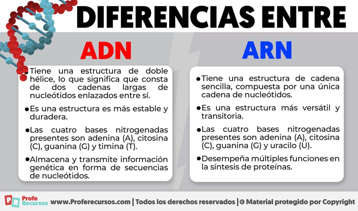 Diferencias Entre Adn Y Arn Explicadas