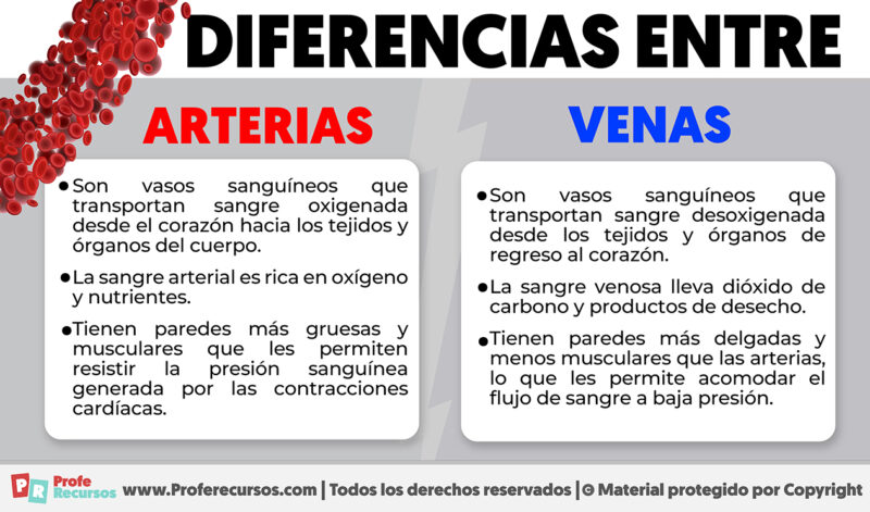 Diferencias Entre Venas Y Arterias → Explicadas 9201