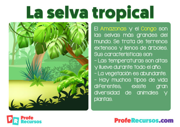 Ecosistema La Selva Tropical 