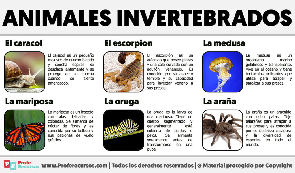 Ejemplos De Animales Invertebrados