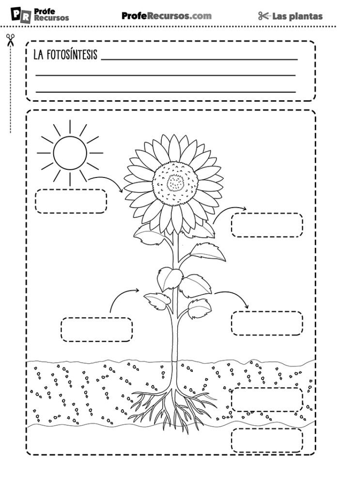 La Fotosíntesis De Las Plantas Ciencias Naturales Primaria