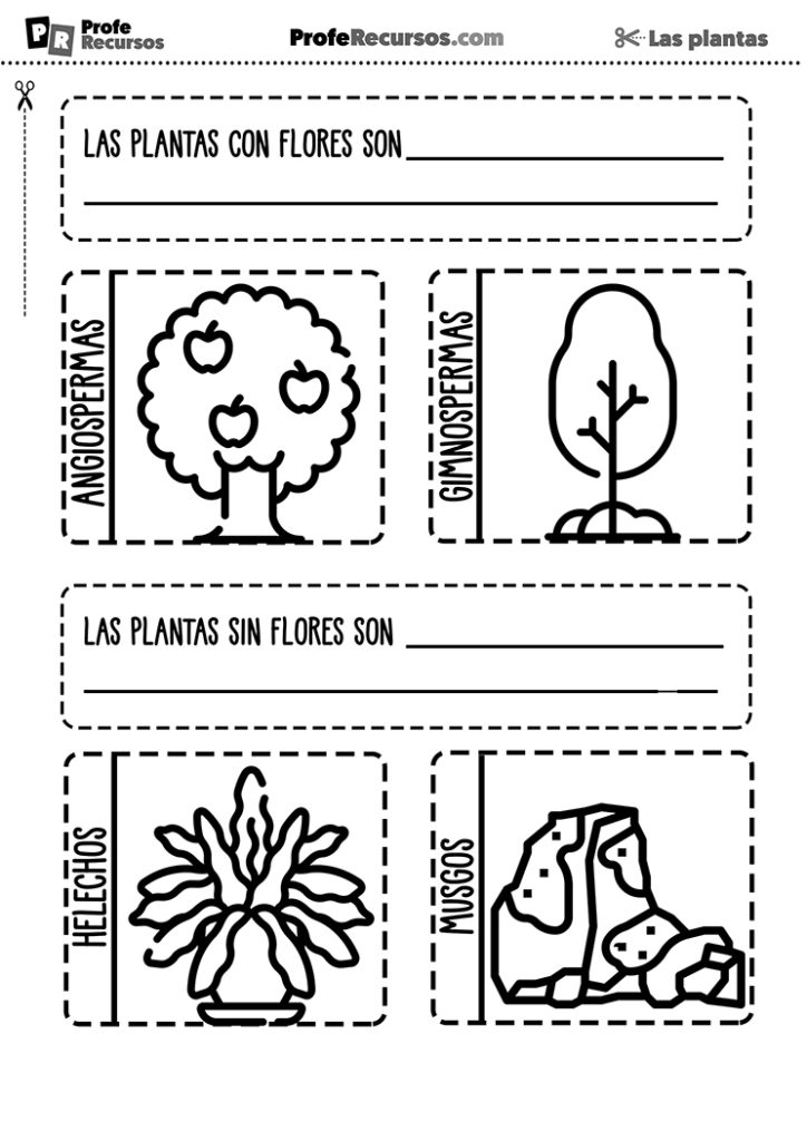 La Clasificación De Las Plantas Ciencias Naturales